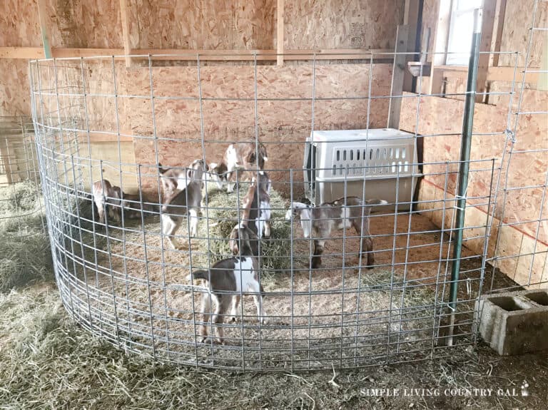 Creating an Ideal Goat Barn Layout for Raising Dairy Goats | Simple ...