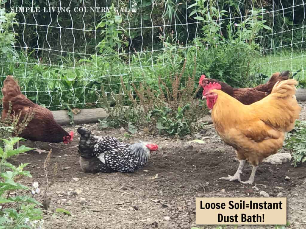 a rooster watching over a small group of hens in a fall garden 