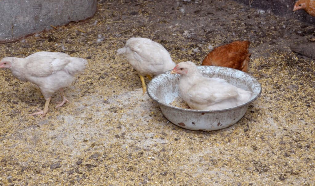 a white chicken taking a dust bath in a small container 