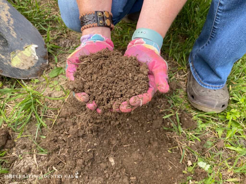 hands in pink gloves holding a handful of healthy garden soil 