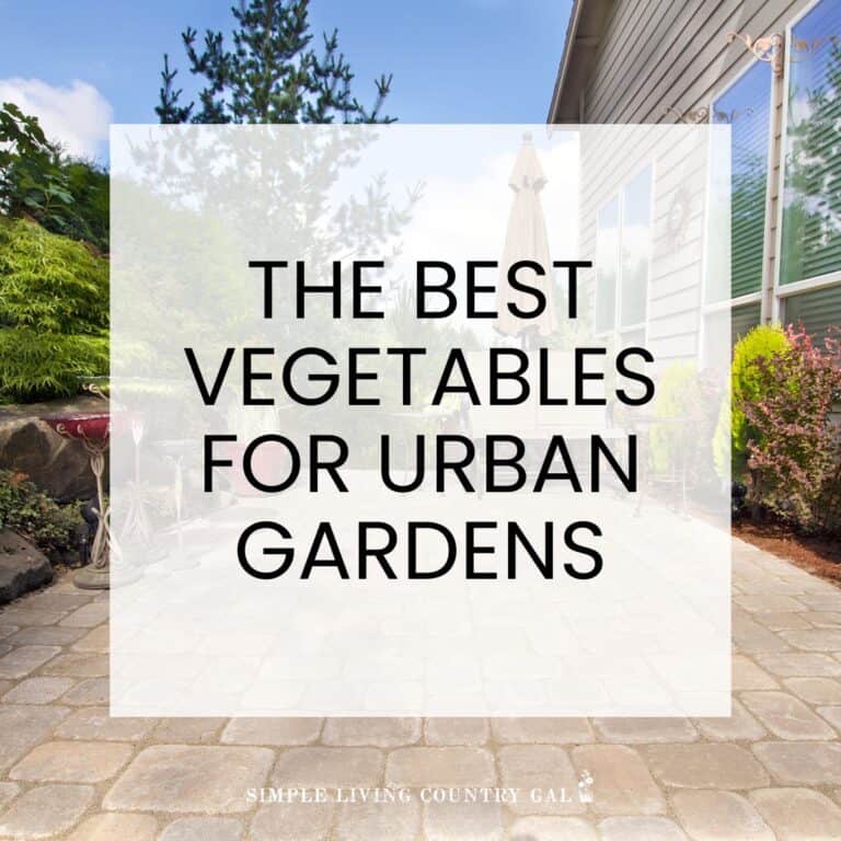 best vegetables for urban gardens