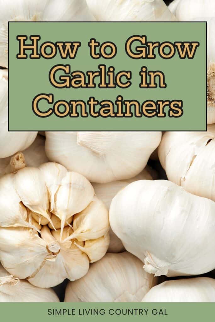 grow garlic in containers