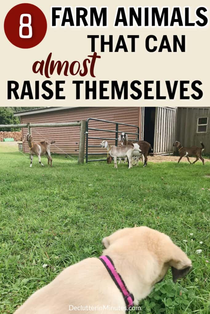 LOW- MAINTENANCE FARM ANIMALS