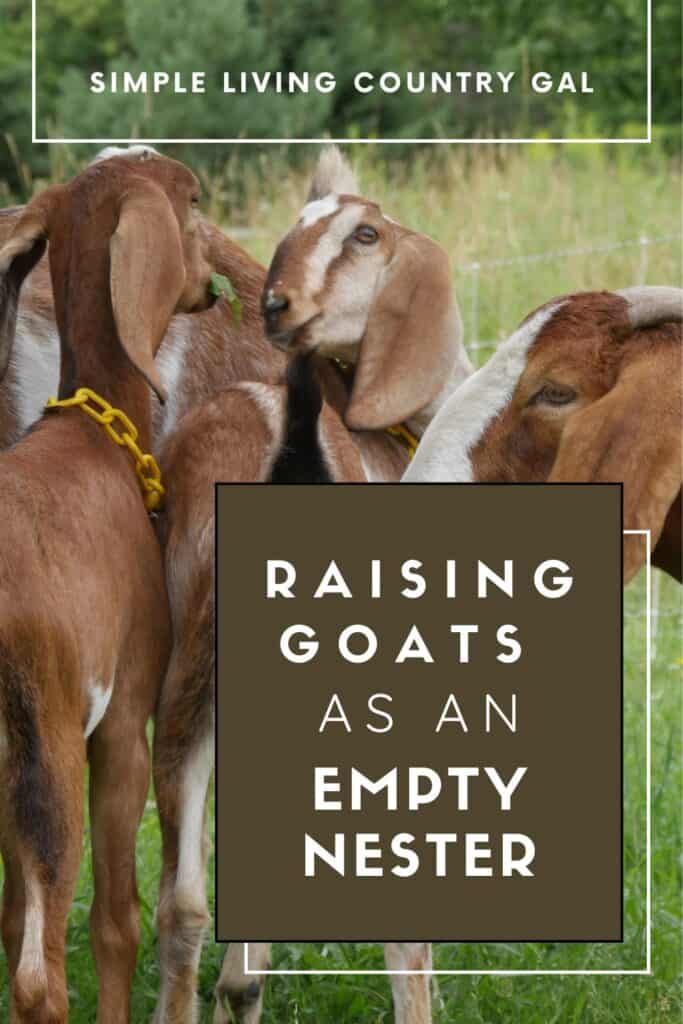 raising goats for beginners