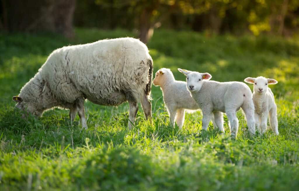 3 lambs with sheep on fresh green meadow during sunrise