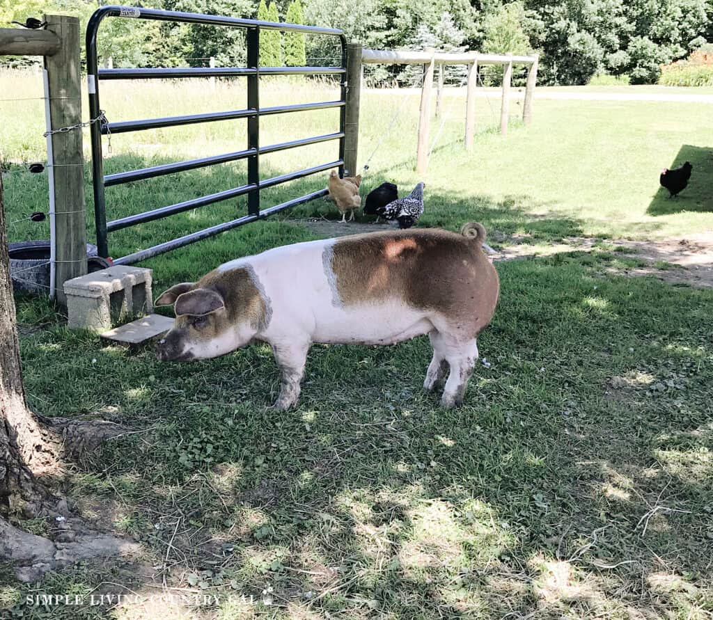 a pig out on the green grass next to a tree