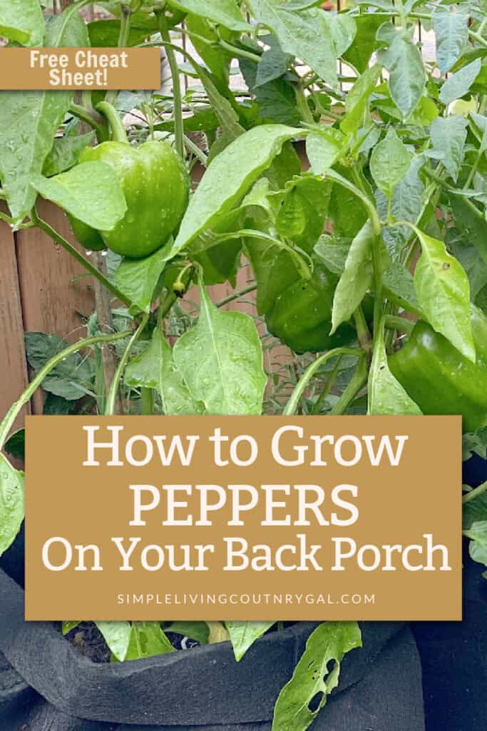 how to grow peppers in containers