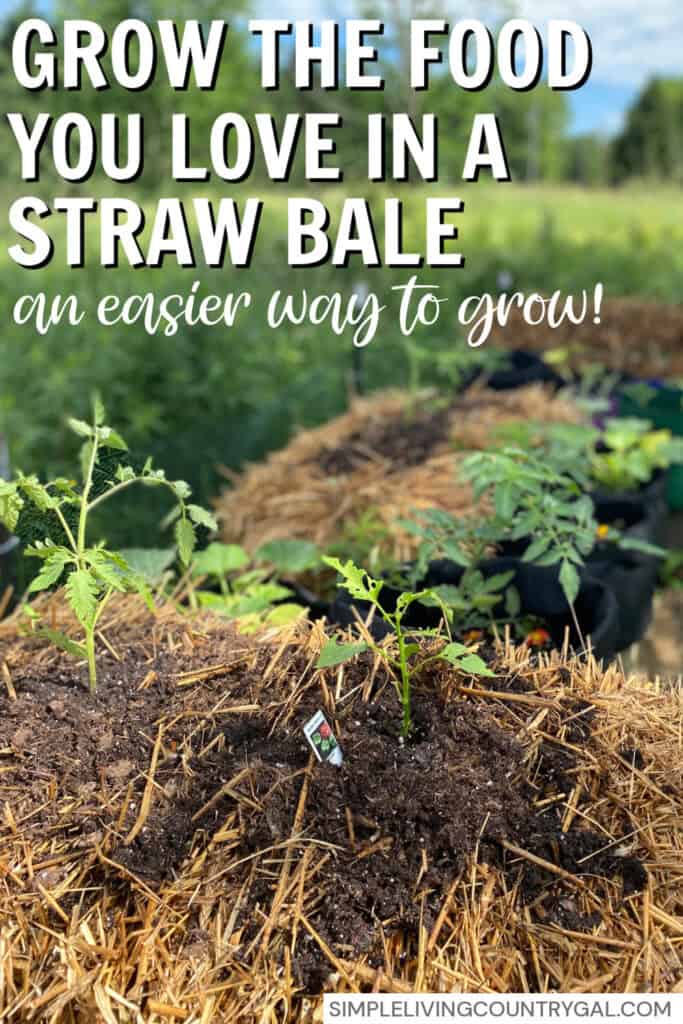 straw bale gardening for beginners