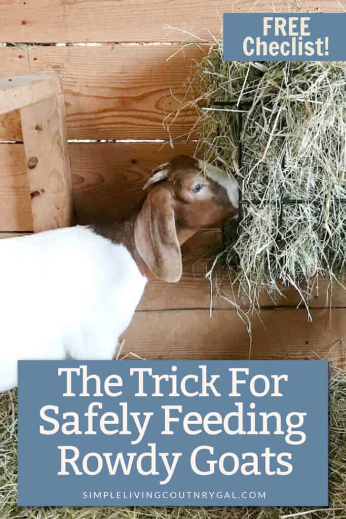 tethered feeding Goats