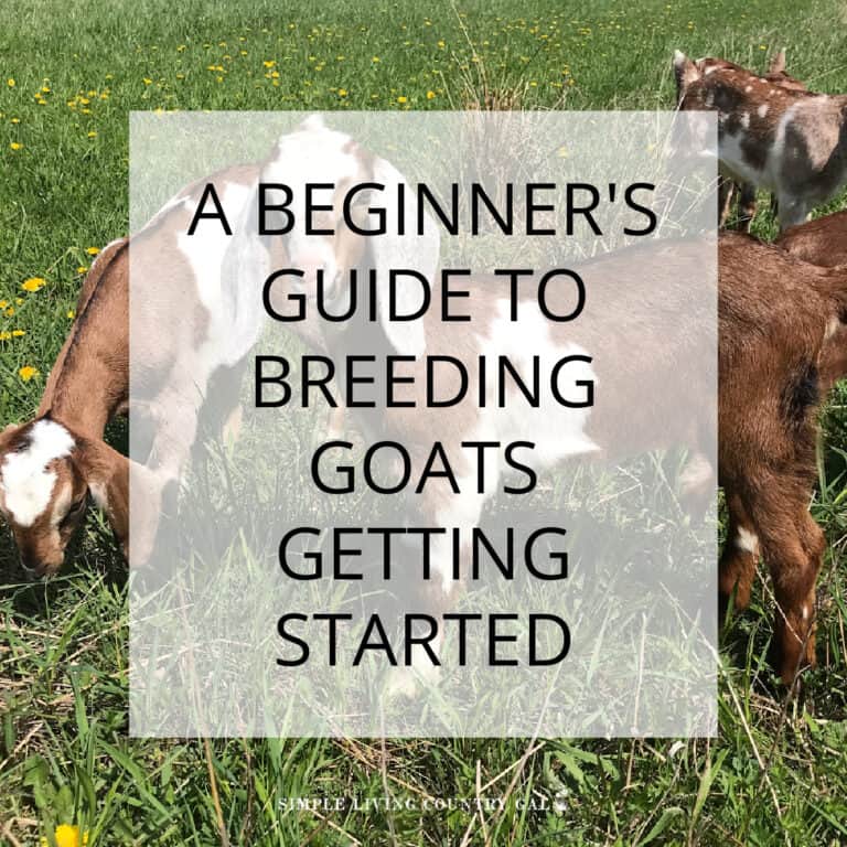 GOAT BREEDING 101 GETTING STARTED
