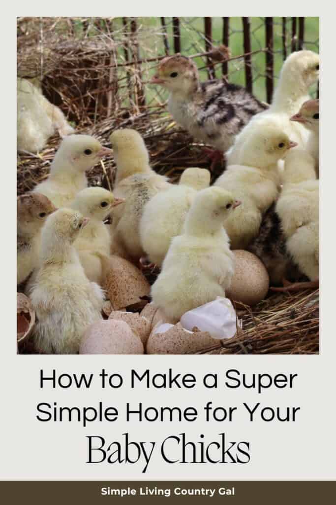 baby chicks ducks housing

