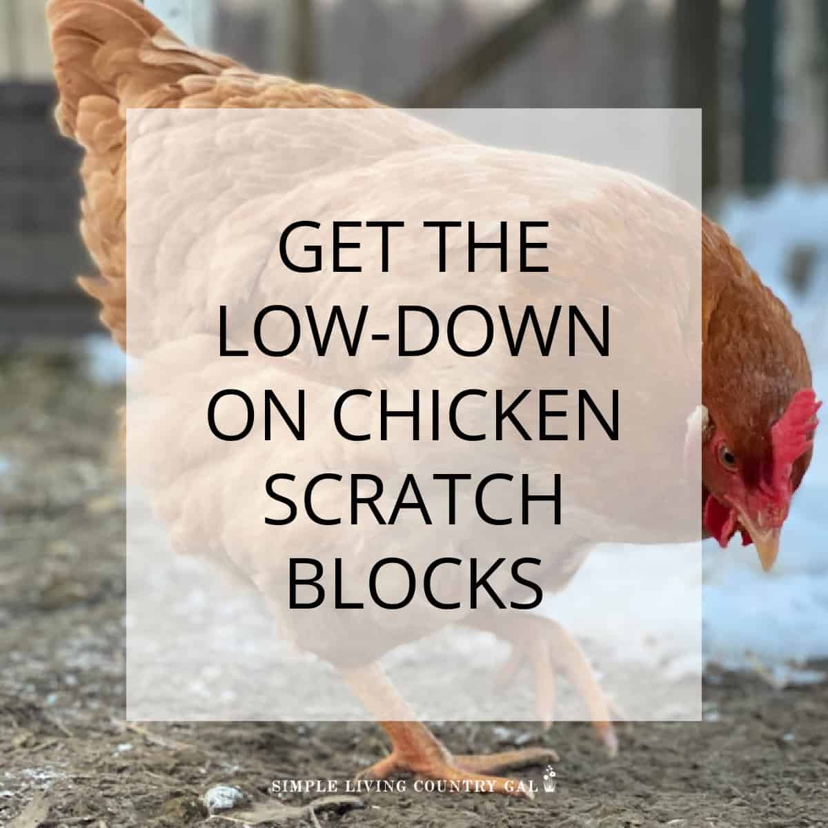 Scratch Block for Chickens