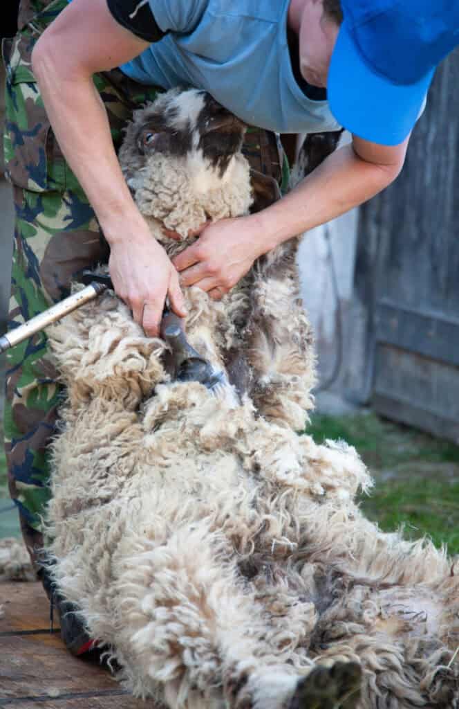 a man shearing a sheep on a small homestead