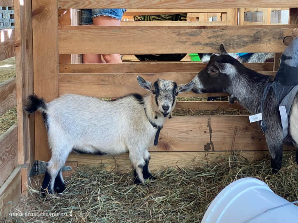 a pigmy goat in a pen filled with hay 
