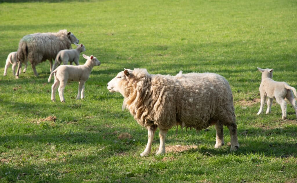a small herd of sheep out on a green pasture