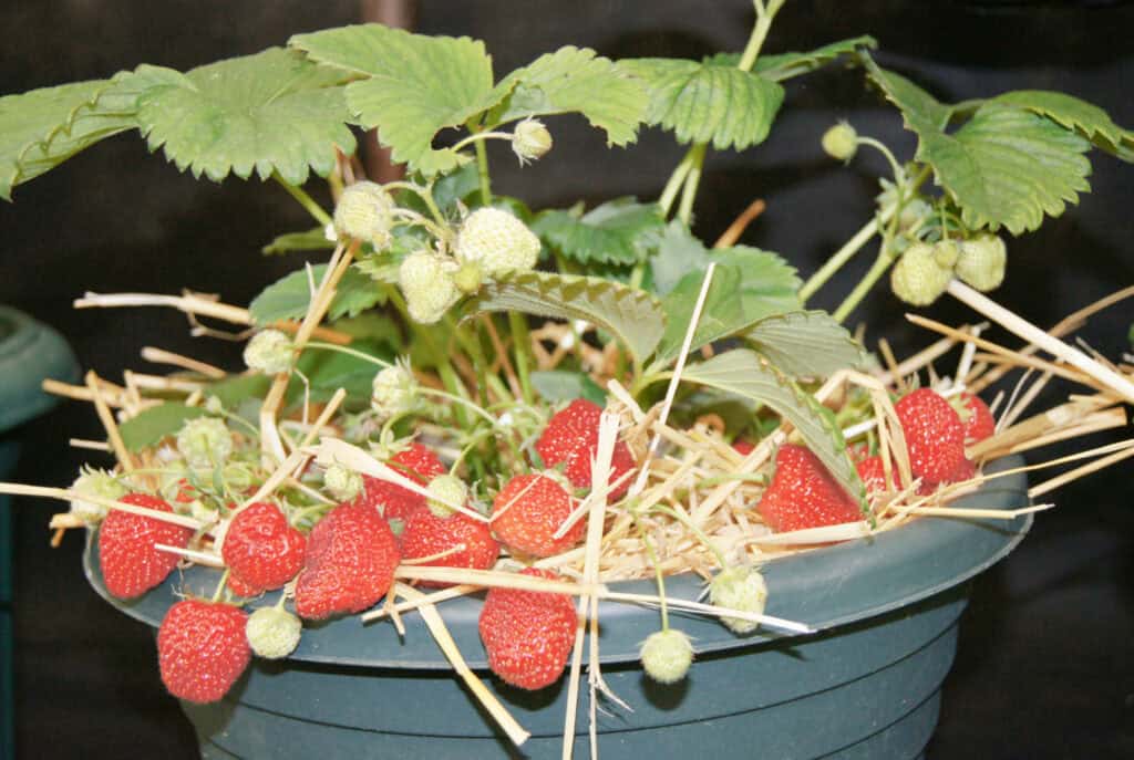 a closeup shot of a mulched pot of strawberries