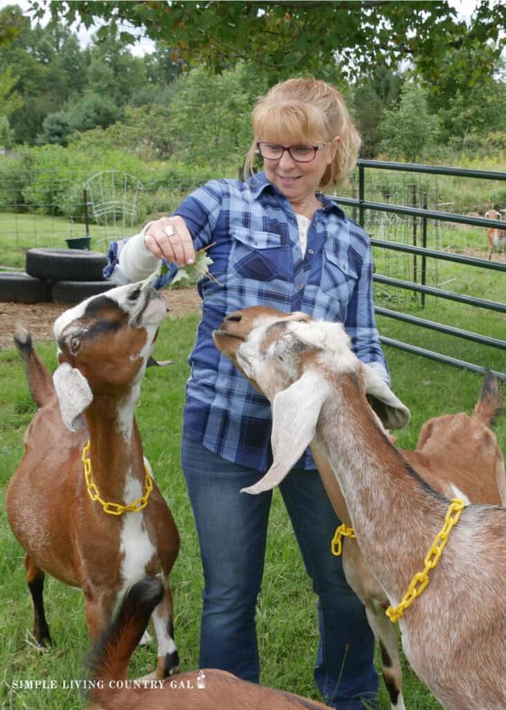 a woman in a blue shirt feeding leaves to a group of dairy goats