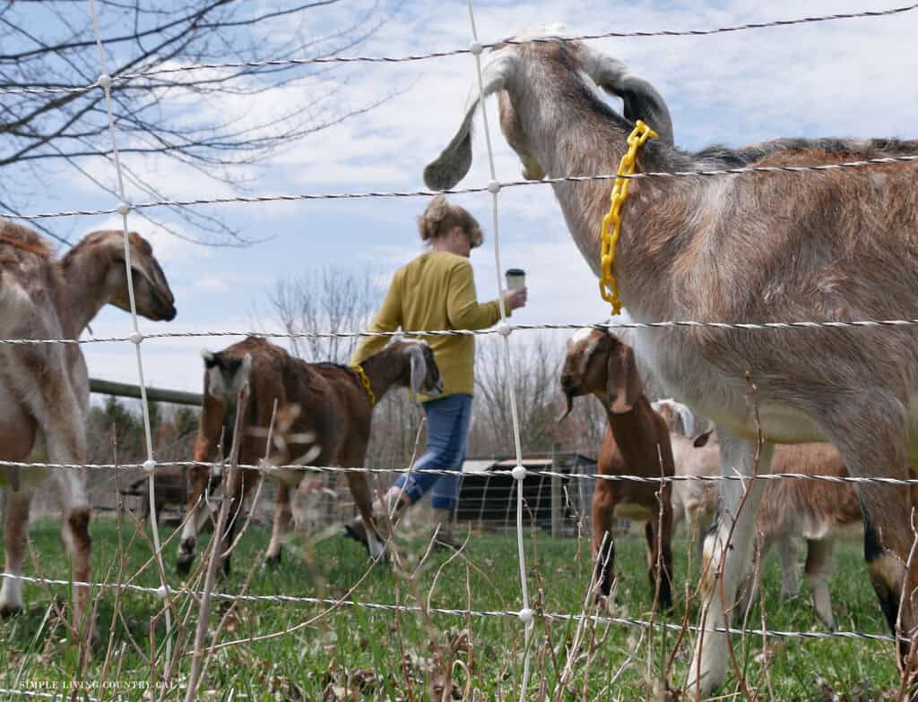 a woman in yellow walking the fence line surrounded by dairy goats holding a coffee