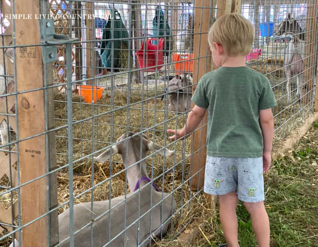a young child petting a goat at the fair 