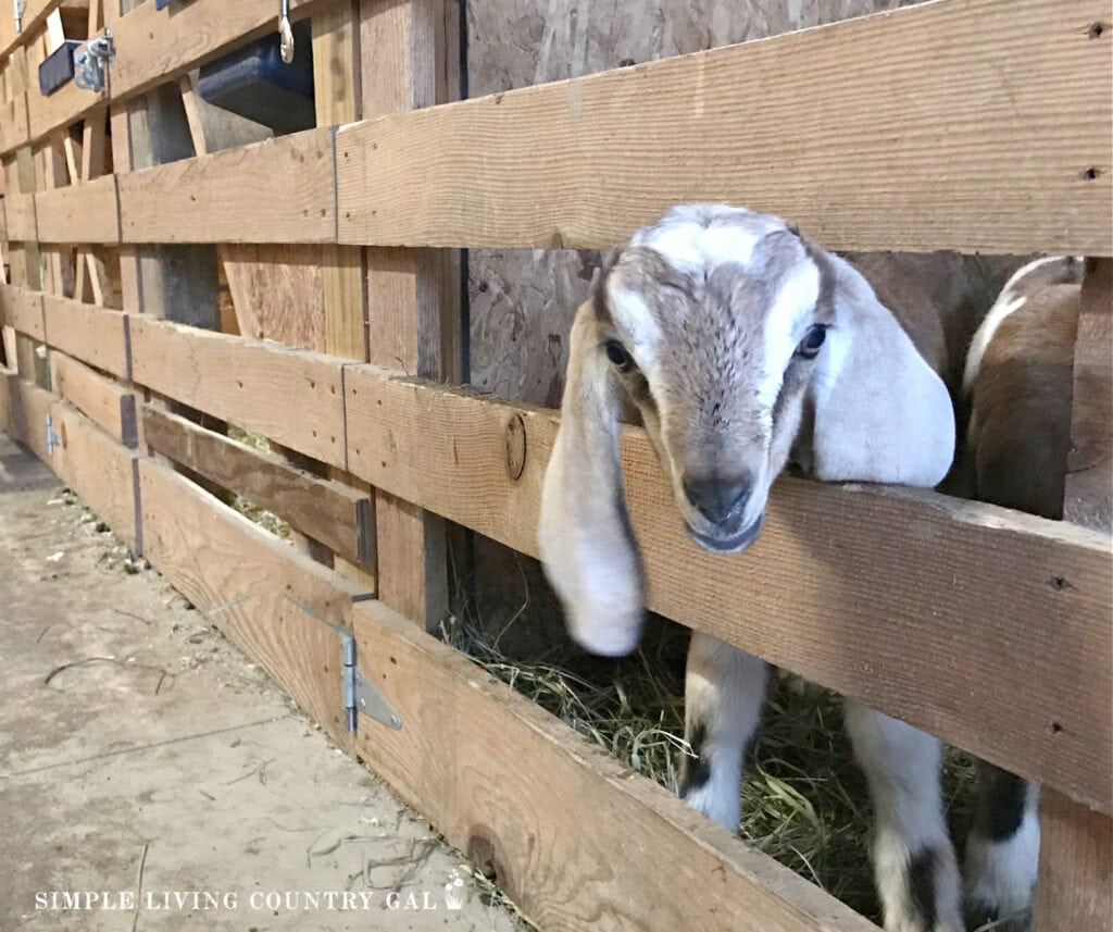 a young goat kid peaking through a fence in a barn 