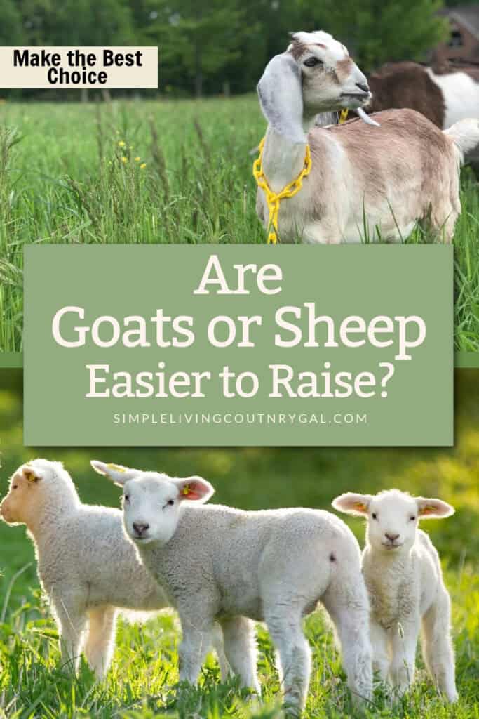are goat or sheep easier to raise