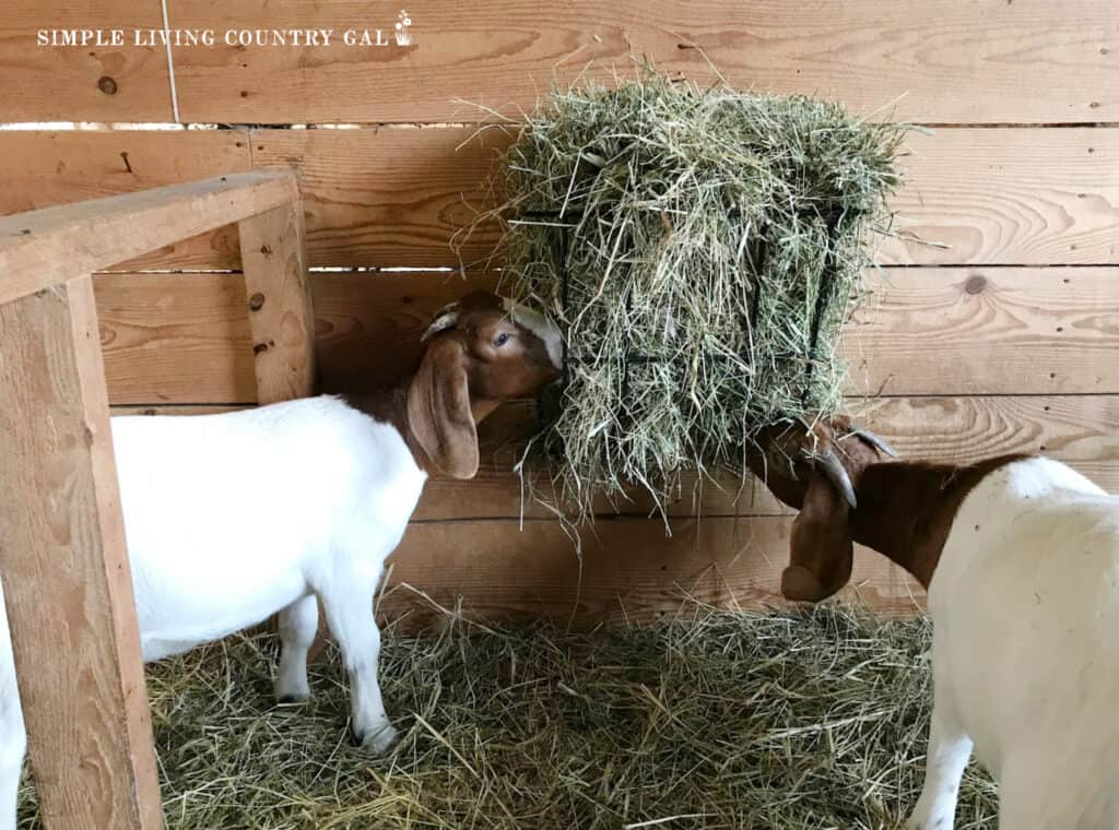 brown and white boer goats eating green hay from a metal feeder