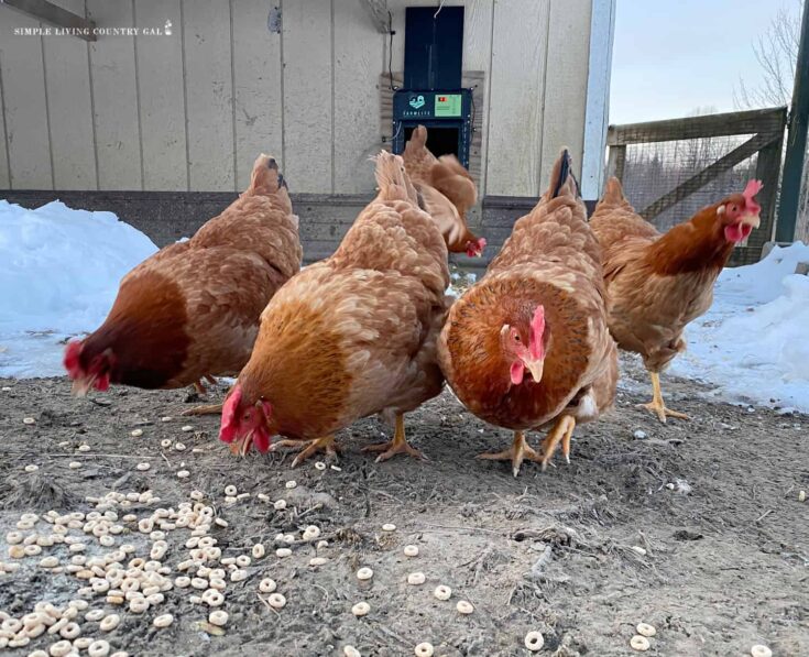 chickens eating cheerios out in the snow
