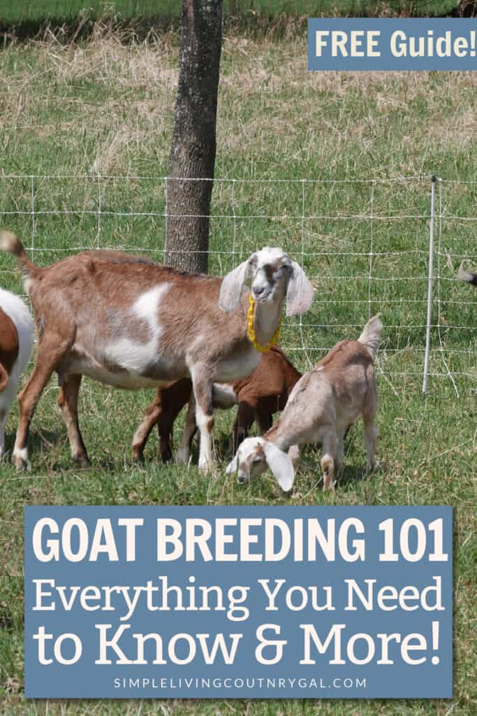 goat breeding 101