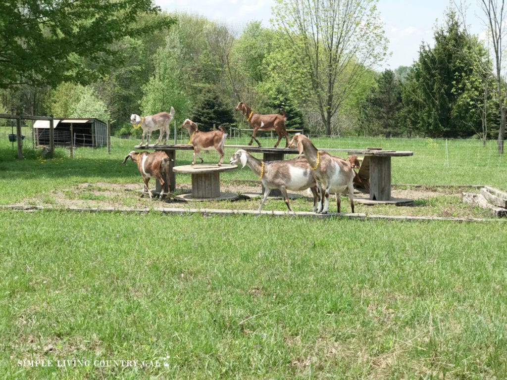 goats playing on a playground in a pasture