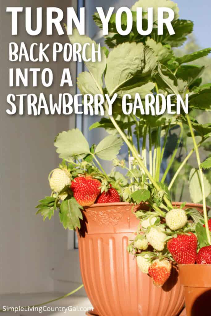 grow strawberries in containers