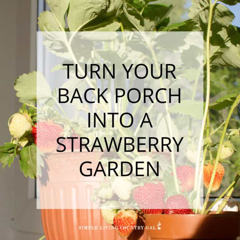 how to grow strawberries in pots