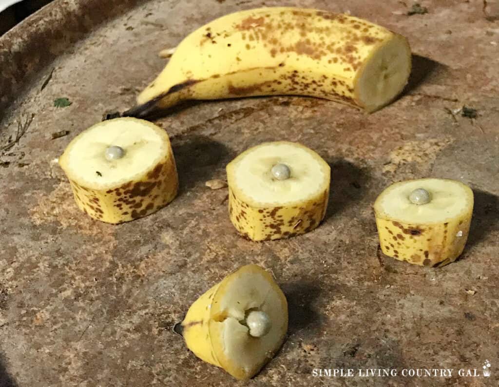 slices of banana with a pill inside to give to dairy goats
