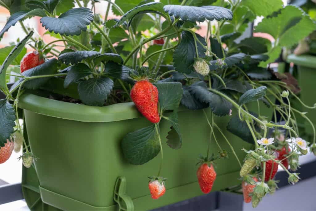 strawberries growing in a green pot
