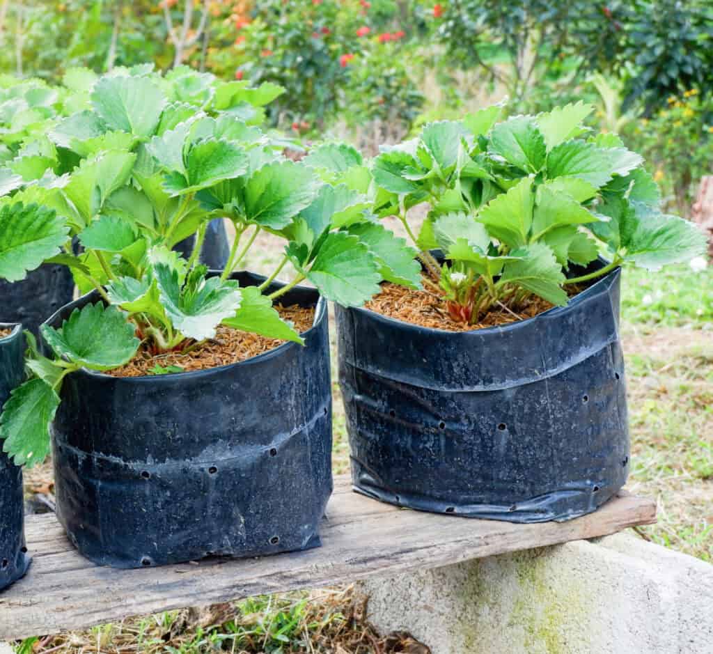 strawberry plants growing in grow bags