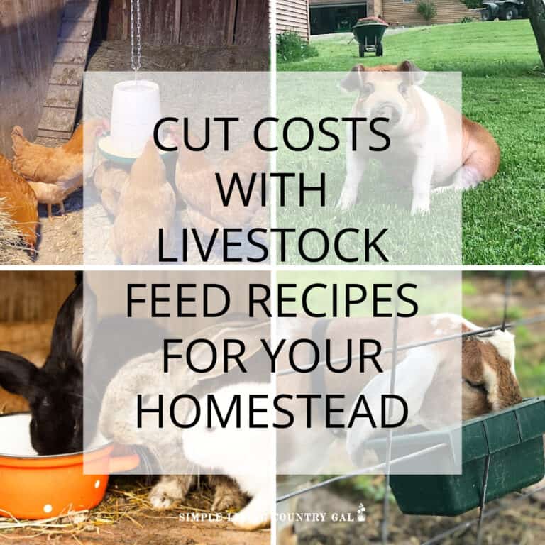 animal feed recipes