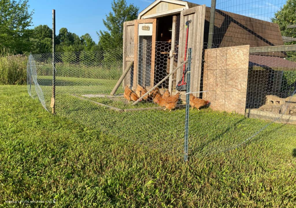 Chickens outside in a temporary chicken run scratching on grass 