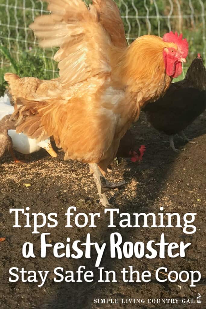 dealing with an aggressive rooster