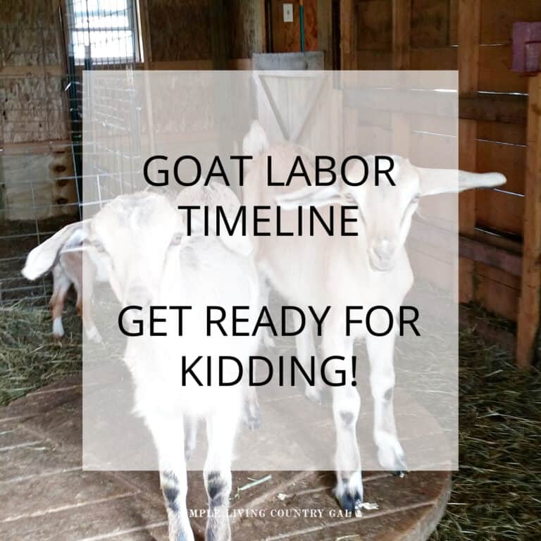 GOAT LABOR TIMELINE