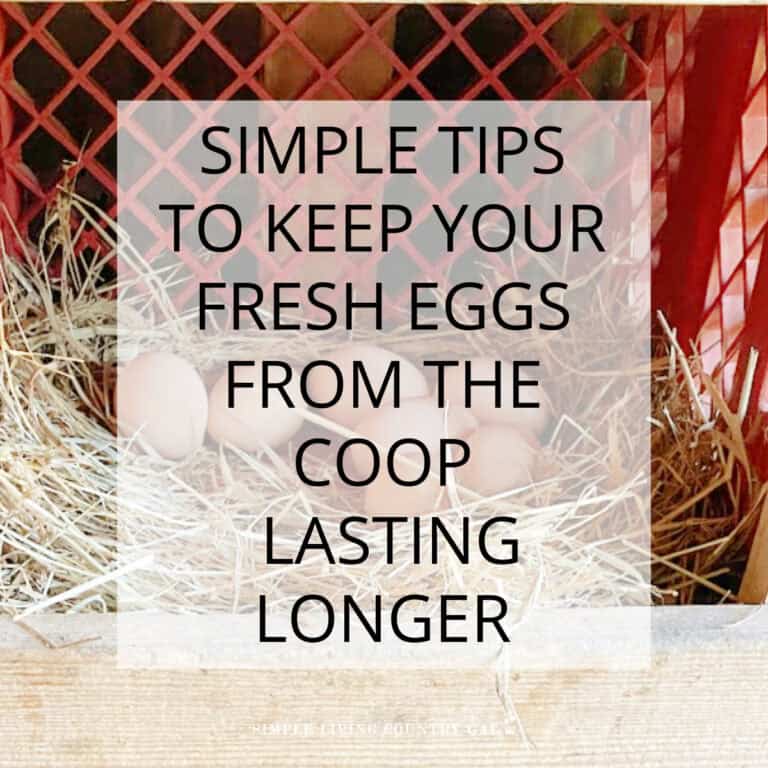 How to Keep Eggs Fresh