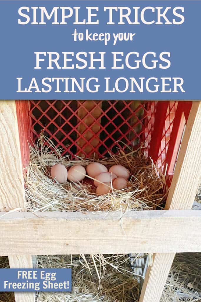 How to Keep Eggs Fresh 