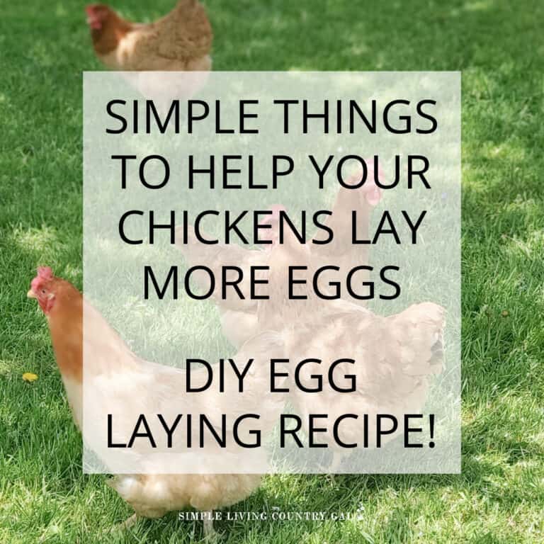 How to Get Chickens to Lay More Eggs