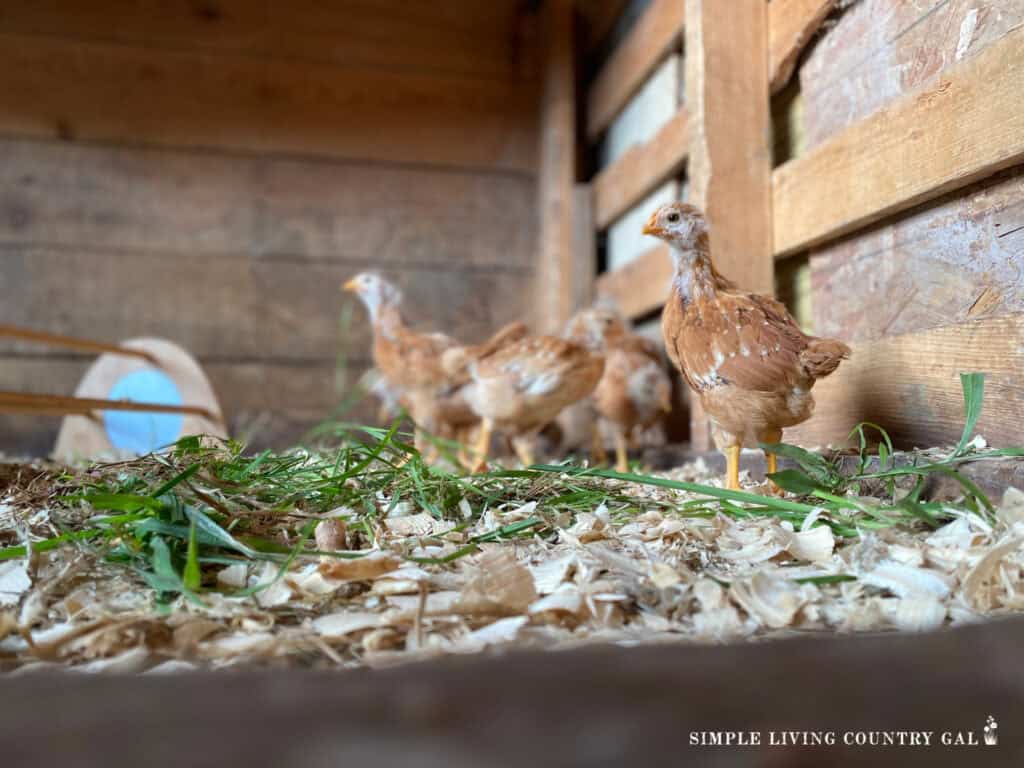 a baby chick in a pen with other chicks in the background