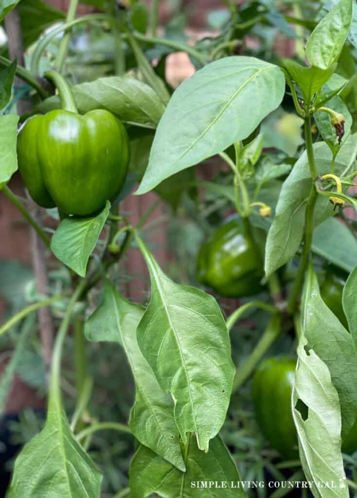 a close up photo of a pepper plant in a salsa garden
