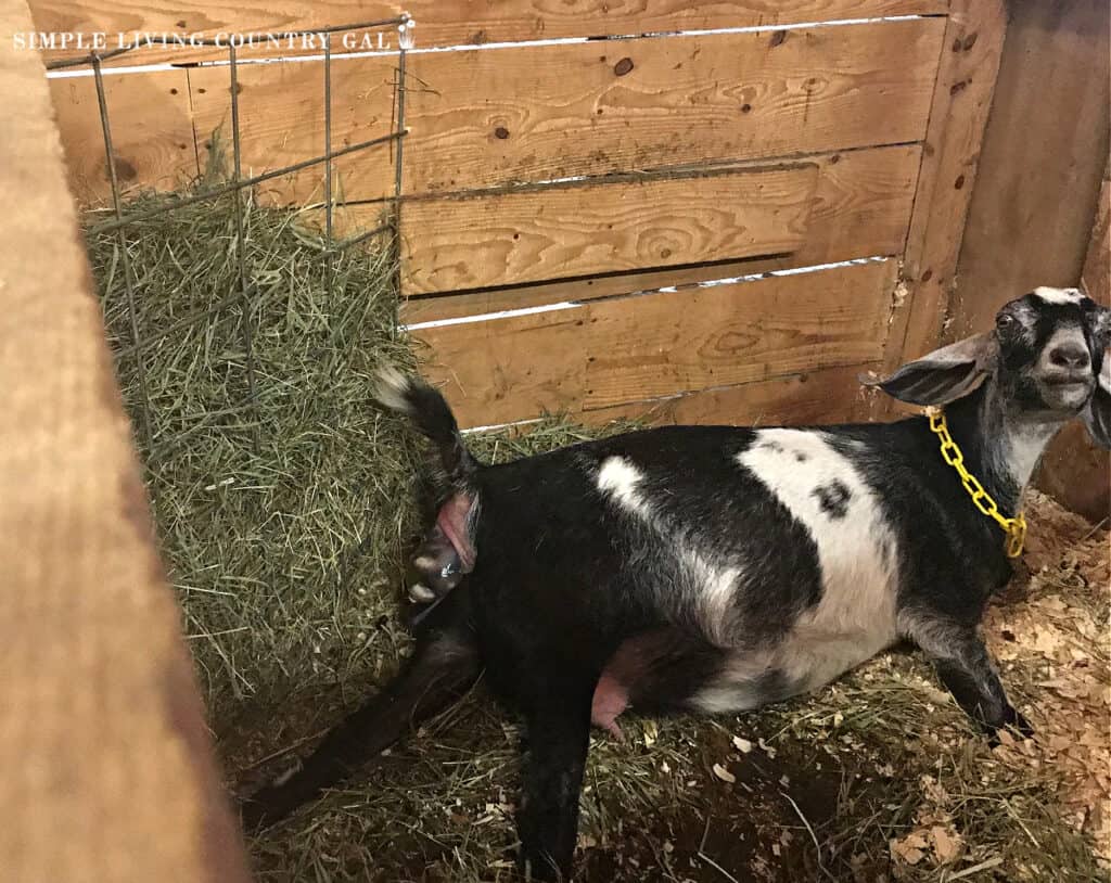 a doe in labor delivering a kid in a pen