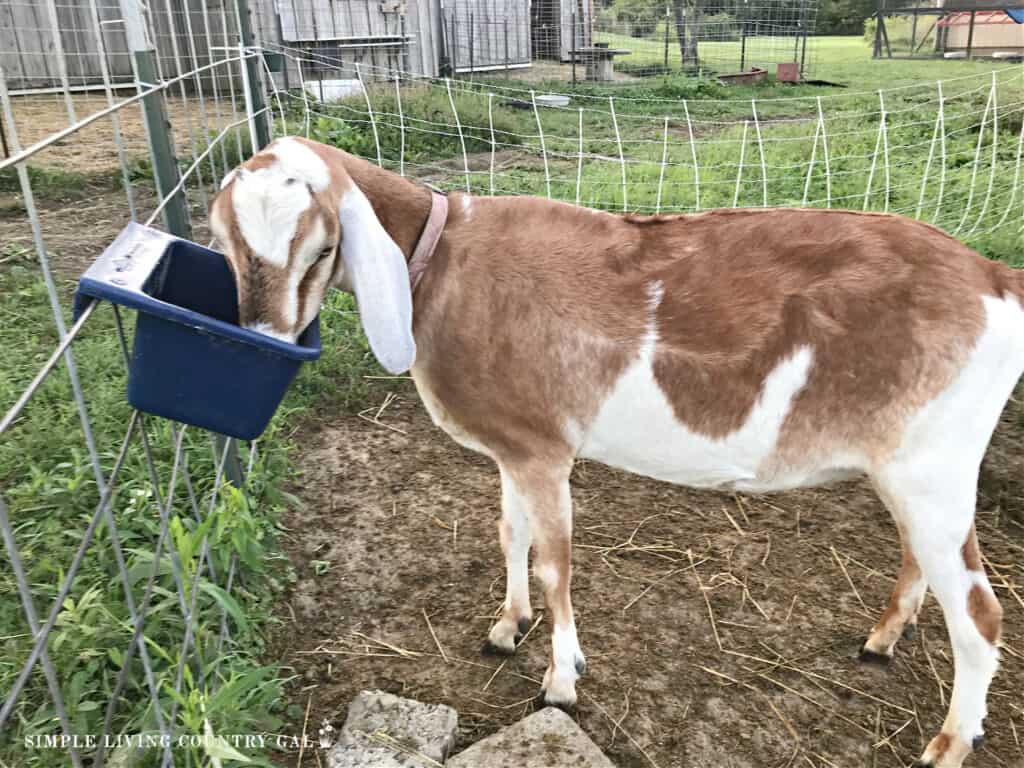 a goat eating homemade feed from a blue bowl