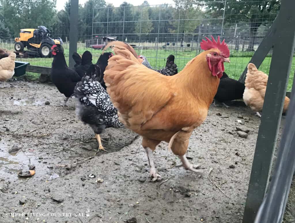 a golden rooster in an outside run with a flock of hens