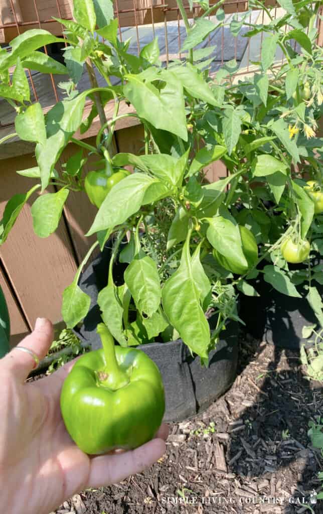 a hand holding a green pepper next to a black grow bag