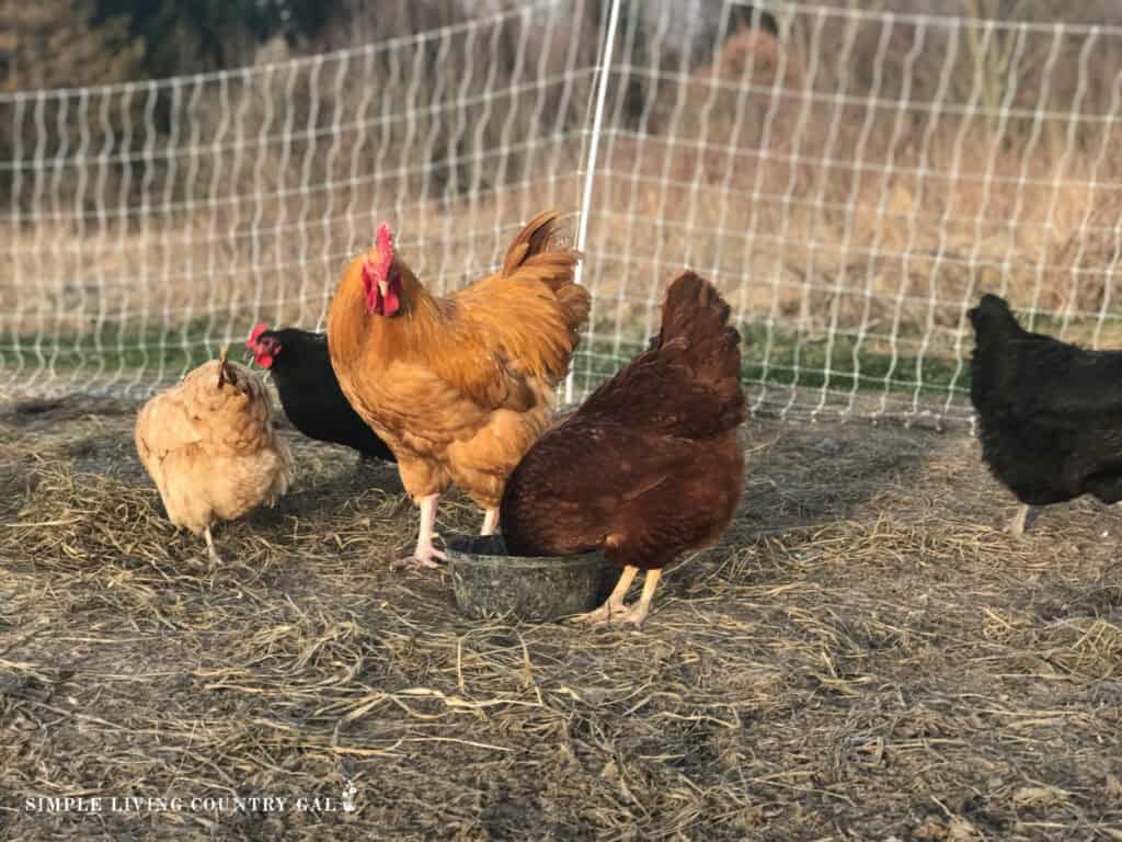 a rooster watching over a flock of hens in a run