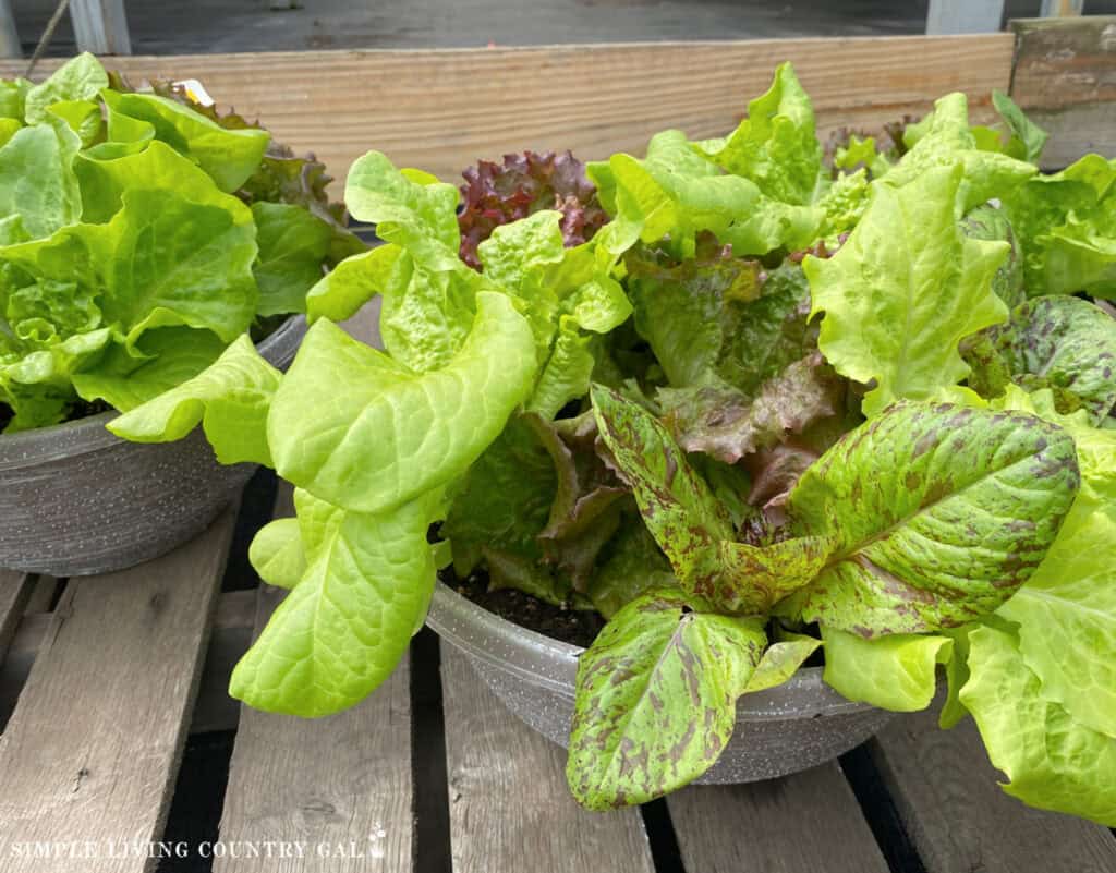 a salad container filled with lettuce growing