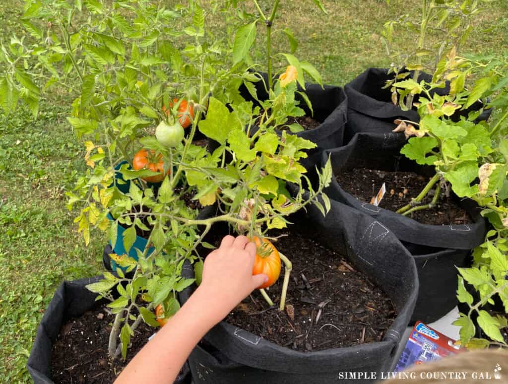 a small hand picking a tomato from a plant in a grow bag